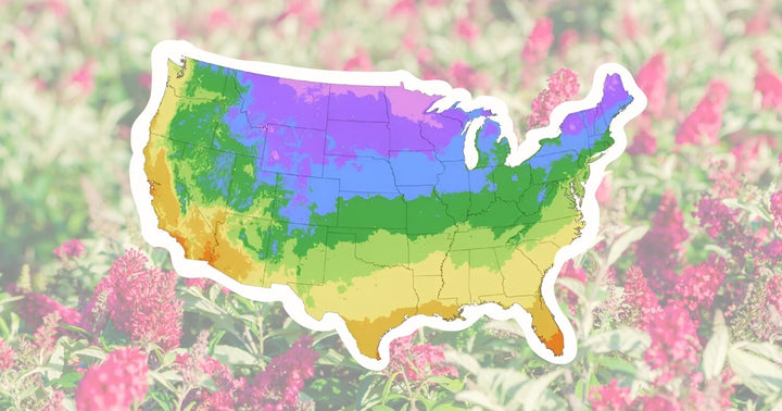 USDA Plant Hardiness Zone map over Butterfly Candy® blooms, showing butterfly bush zones for planning the best fall planting window.