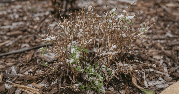 How to Winterize Container-Planted Butterfly Candy Butterfly Bushes