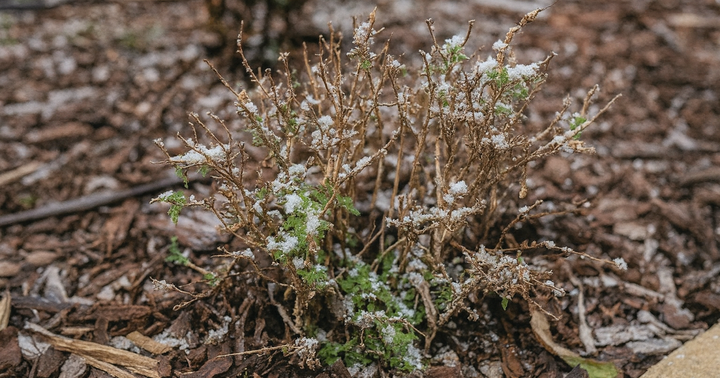 How to Winterize Container-Planted Butterfly Candy Butterfly Bushes