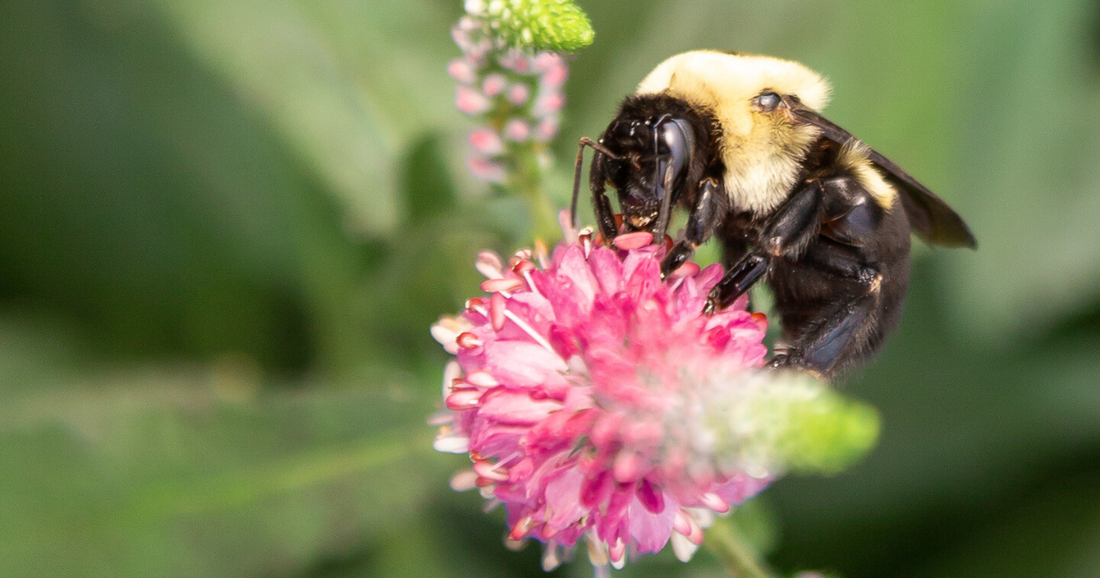 Beyond the Butterflies: The Full Pollinator Cast List