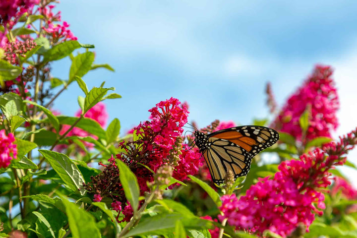butterflies love Buddleia Butterfly Candy