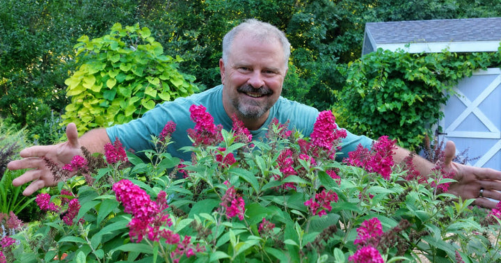 HortTube garden expert Jim Putnam surrounded by pink Butterfly Candy® butterfly bushes in a garden.
