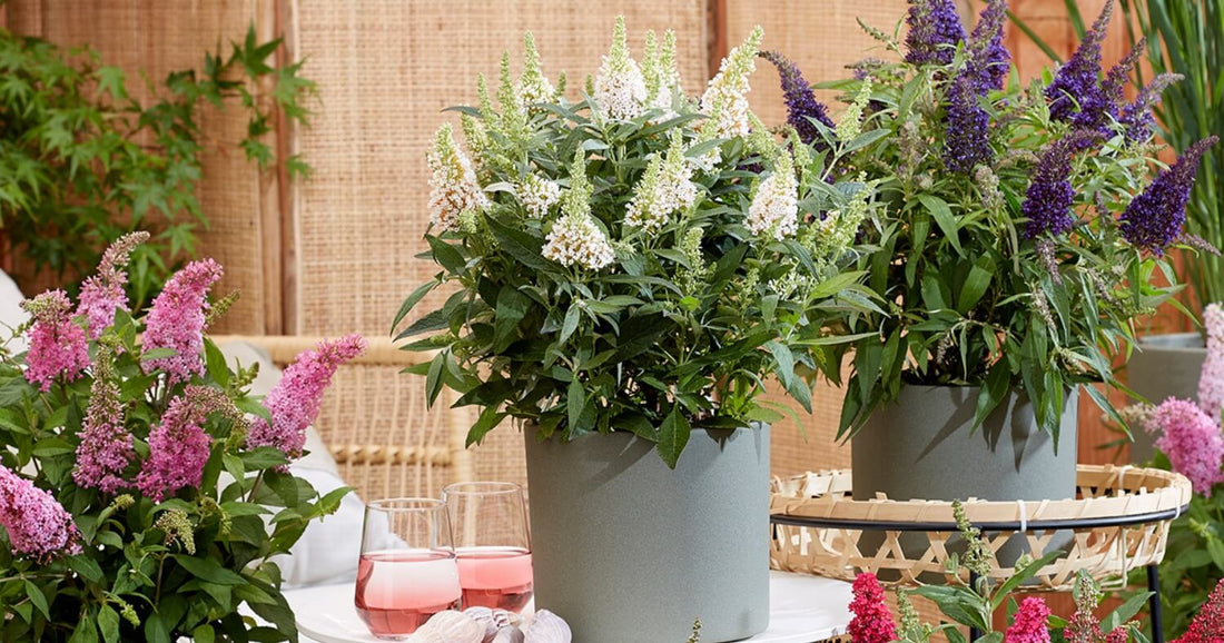 Butterfly bushes with white, purple, and pink blooms growing in modern patio containers.