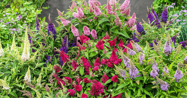 Butterfly Candy Buddleia in vibrant shades of pink, purple, red, lavender, and white blooming together in a lush garden display.