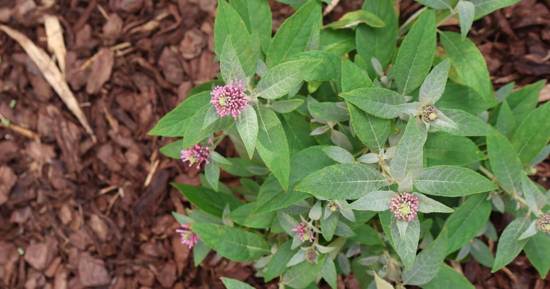 A butterfly candy bush planted within a mulched landscape.
