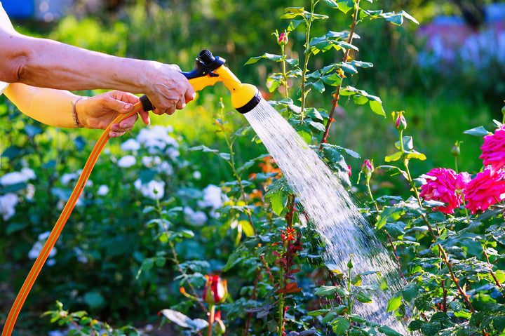 Butterfly Candy Watering Guide