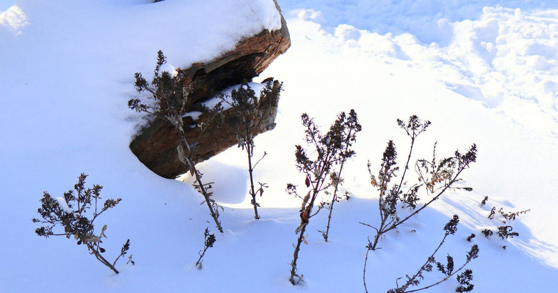Butterfly bush planted in the ground covered in snowfall in the winter.