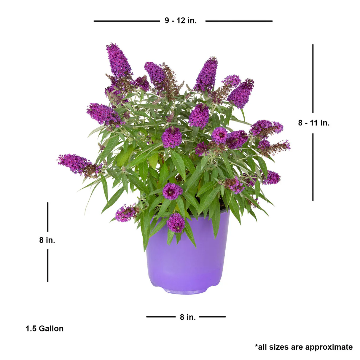 Measurement details of Buddleia Butterfly Candy Lil Grape 1.5 gallon