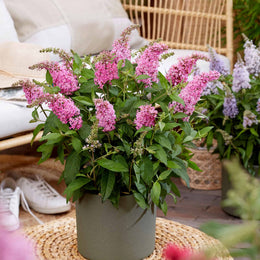 Li'l Taffy™ Butterfly Bush
