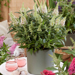 Li'l Coconut™ Butterfly Bush