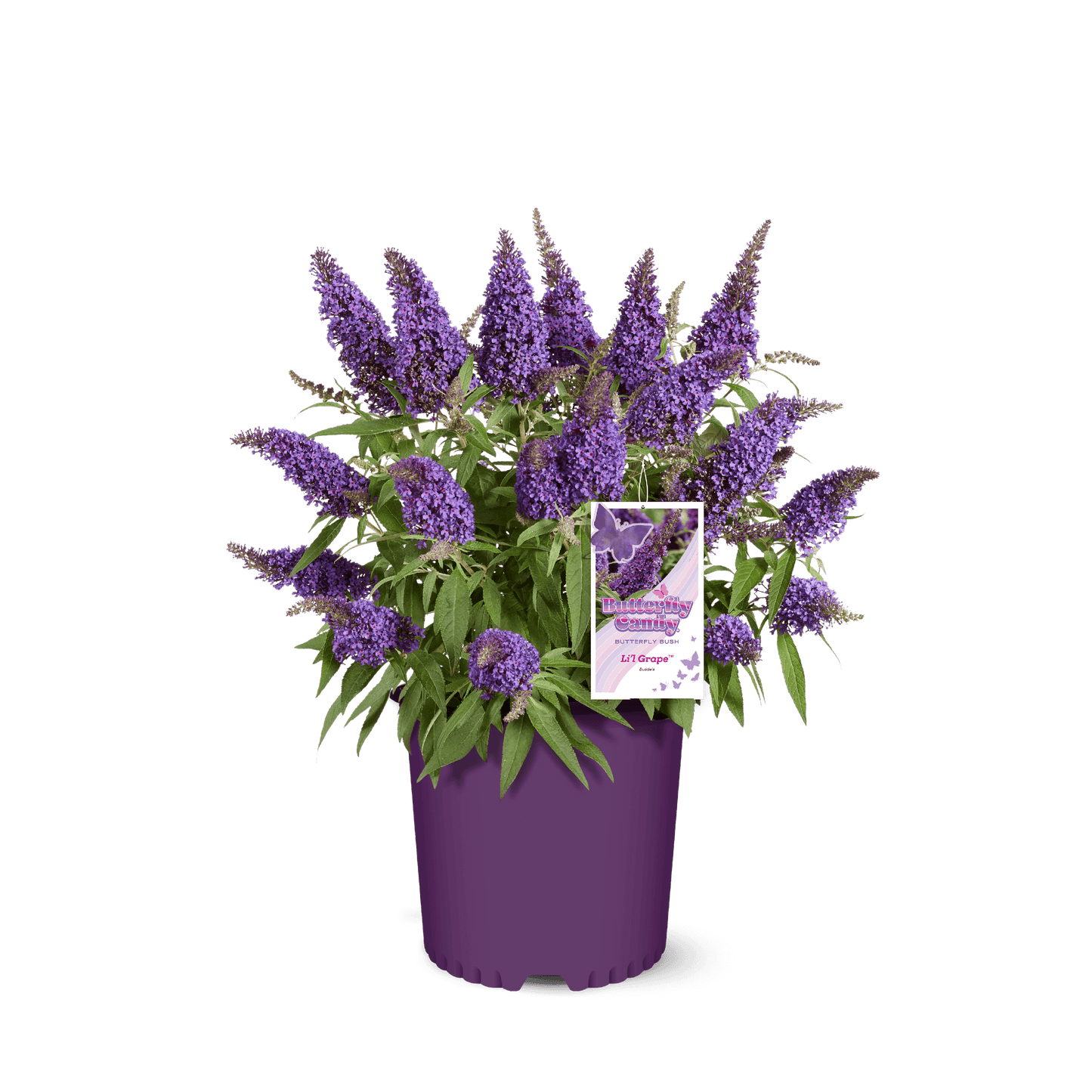 Li'l Grape™ Butterfly Bush