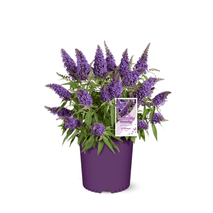 Li'l Grape™ Butterfly Bush
