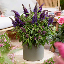 Li'l Grape™ Butterfly Bush
