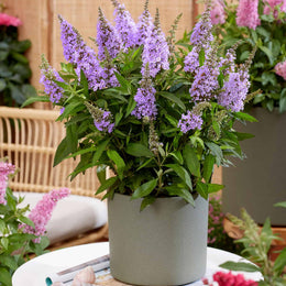 Li'l Lavender™ Butterfly Bush