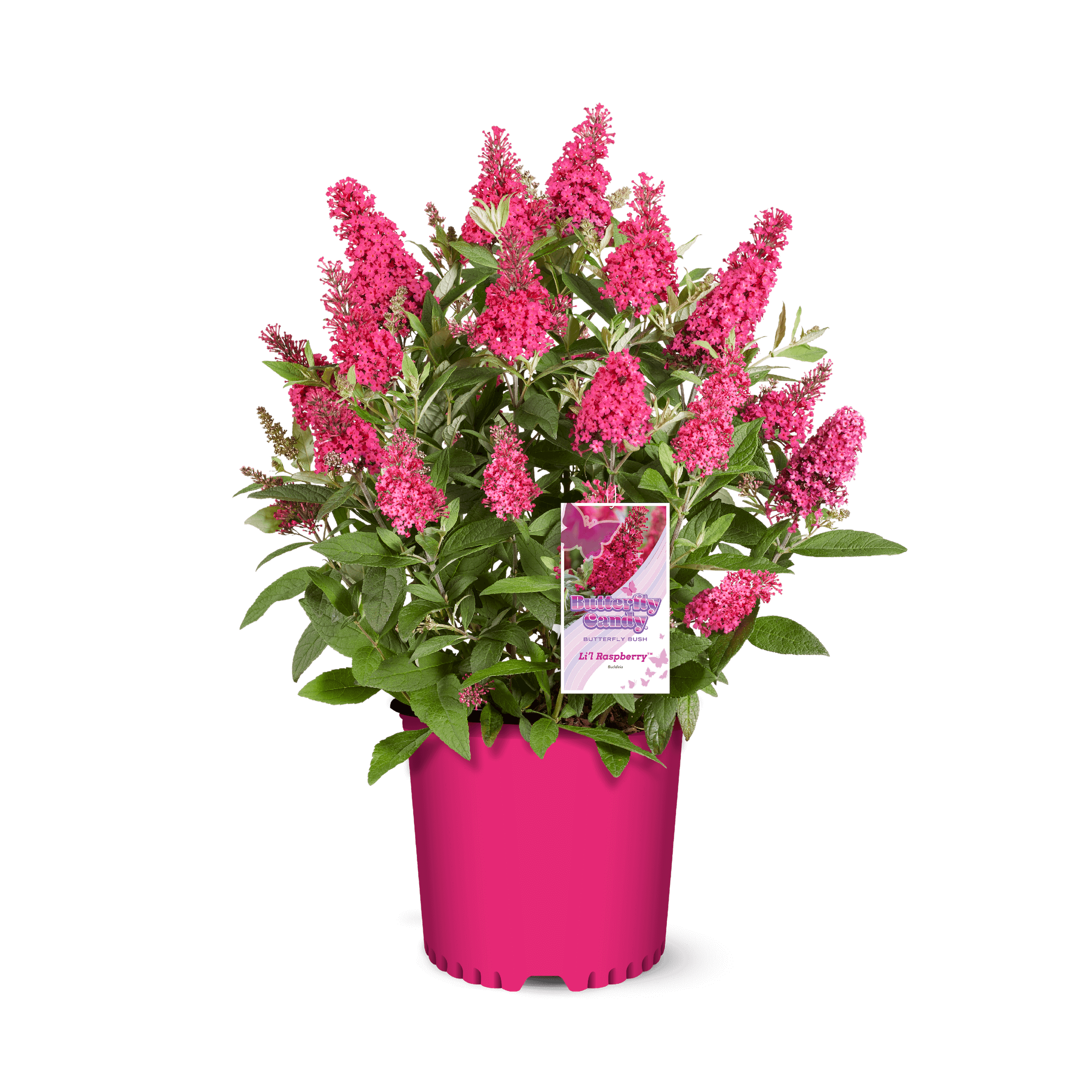 Li'l Raspberry™ Butterfly Bush – Butterfly Candy