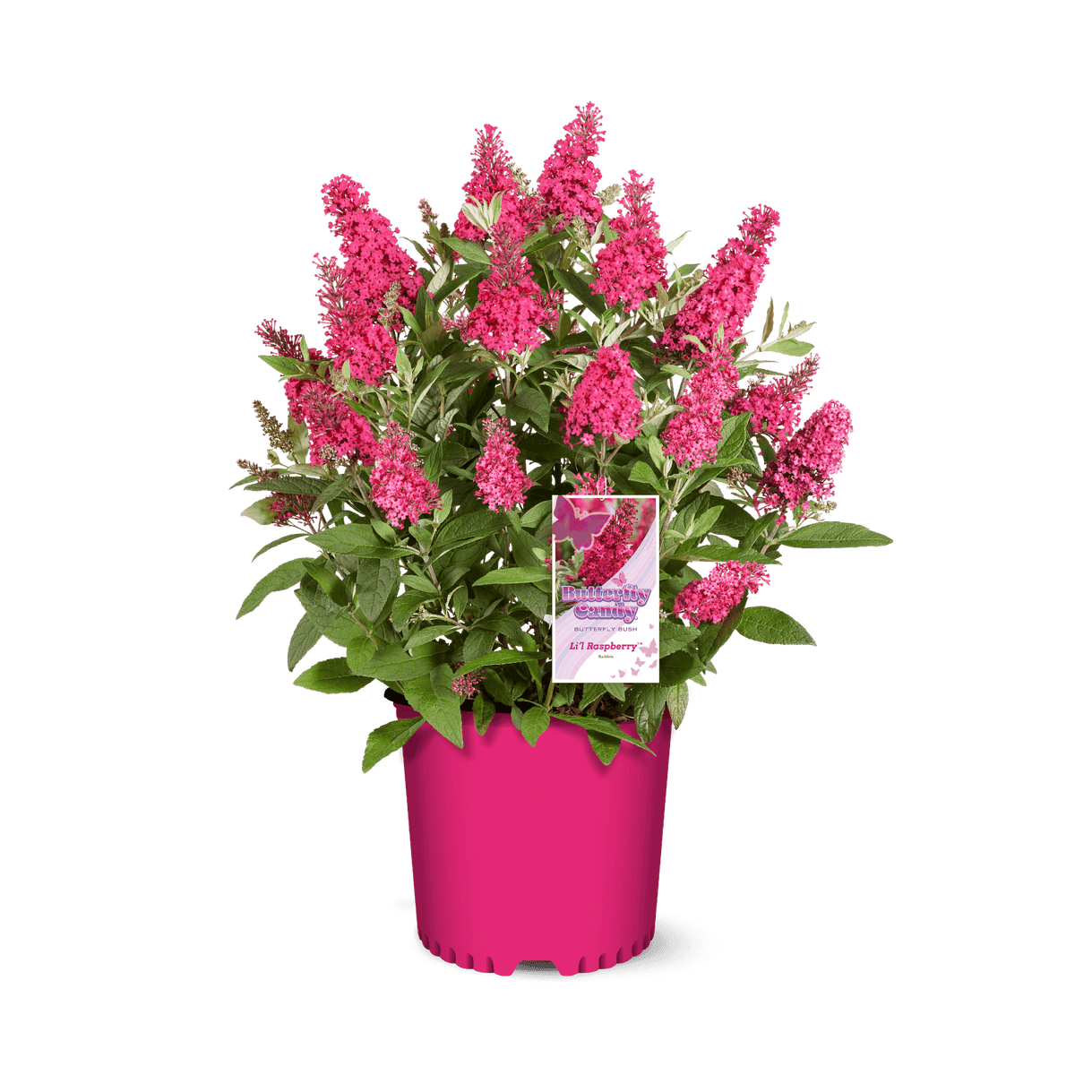 Buddleja Leah Raspberry Li'l Raspberry™ Butterfly Bush – Butterfly Candy