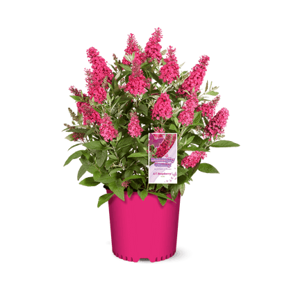 Li'l Raspberry™ Butterfly Bush