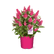 Li'l Raspberry™ Butterfly Bush – Butterfly Candy