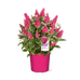 Li'l Raspberry™ Butterfly Bush – Butterfly Candy