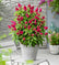 Li'l Raspberry™ Butterfly Bush – Butterfly Candy