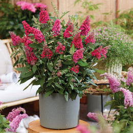 Li'l Raspberry™ Butterfly Bush