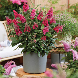 Li'l Raspberry™ Butterfly Bush