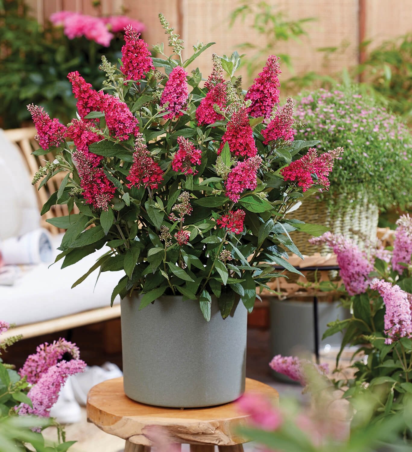Li'l Raspberry™ Butterfly Bush