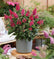 Li'l Raspberry™ Butterfly Bush – Butterfly Candy