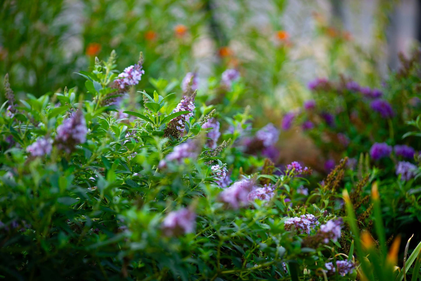 butterfly lavender plant care Li'l Lavender™ Butterfly Bush – Butterfly Candy