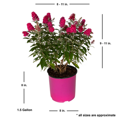 Measurement details of Buddleia Butterfly Candy Lil Raspberry 1.5 gallon