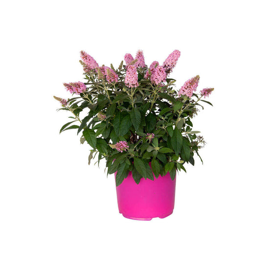 Butterfly Candy Buddleia Bush Varieties