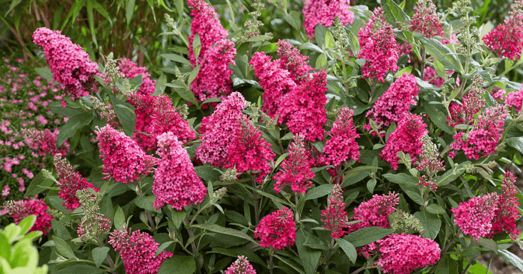 close up of Buddleia with raspberry-colored blooms