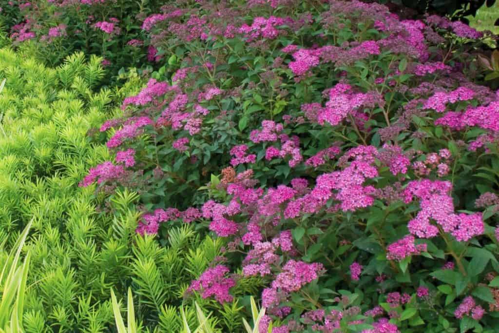 purple blooming Spiraea planted in the landscape surrounded by green shrubs
