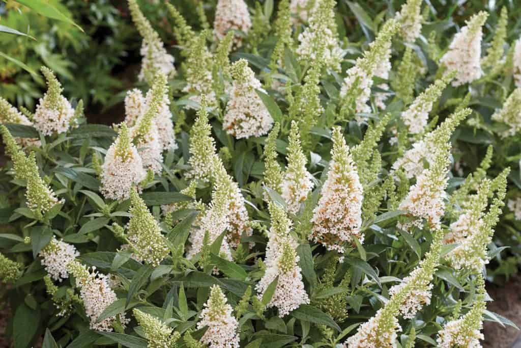 white blooming butterfly bush planted in the landscape