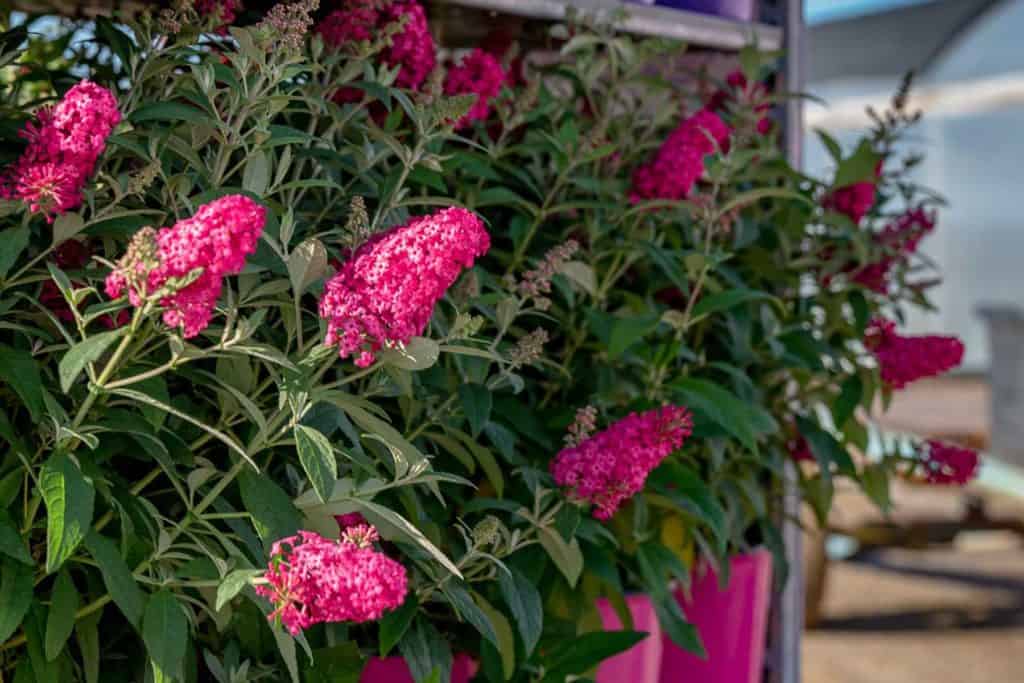 dark pink butterfly bush blooming on a plant rack in a pink pot