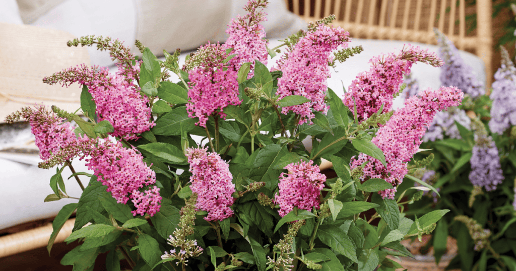 close up of Buddleia with pastel pink colored blooms