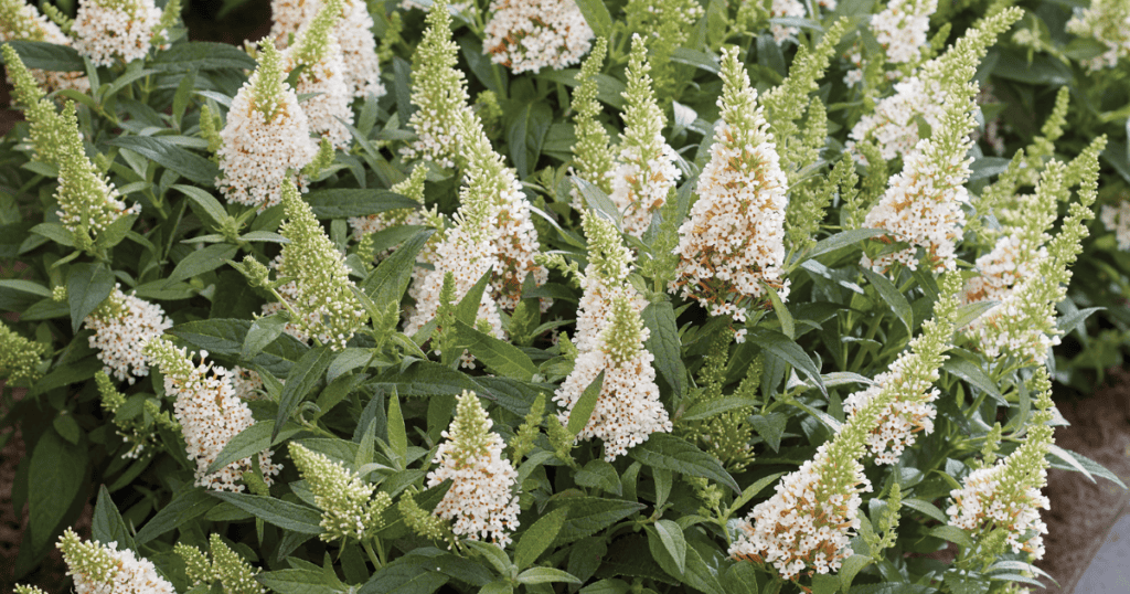 close up of Buddleia with white blooms