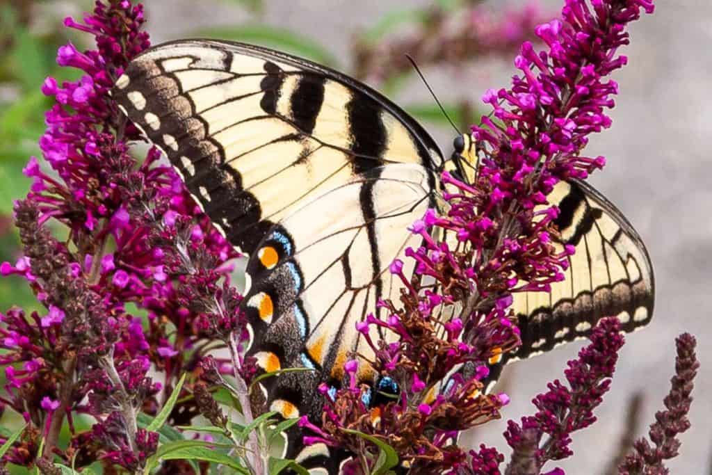 close up of butterfly on a purple Buddleia bloom