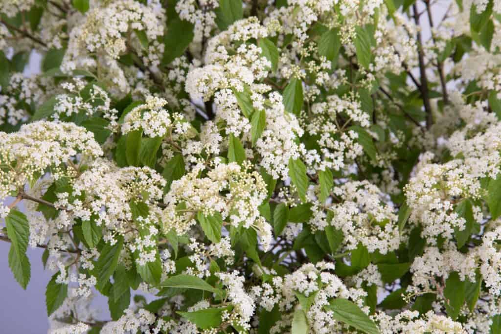white blooming Viburnum close up