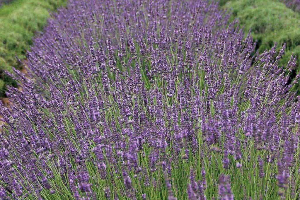 purple blooming Lavender planted in the landscape