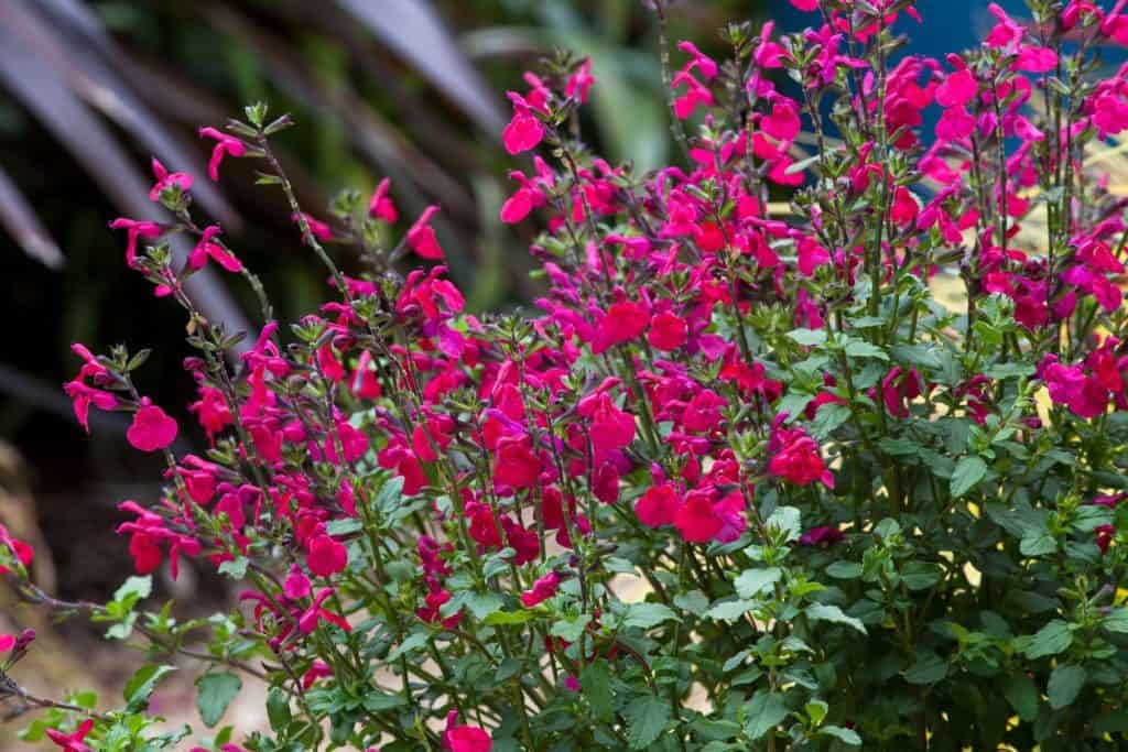 pink blooming Salvia planted in the landscape