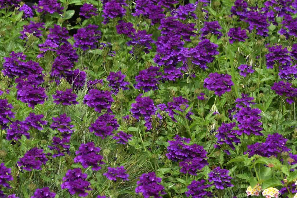 purple blooming Verbena planted in the landscape