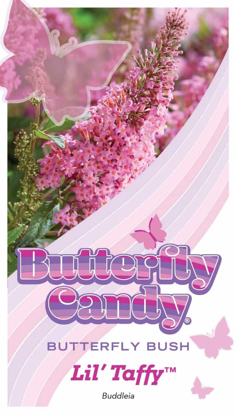 Hang tag for Lil Taffy Butterfly Buddleia