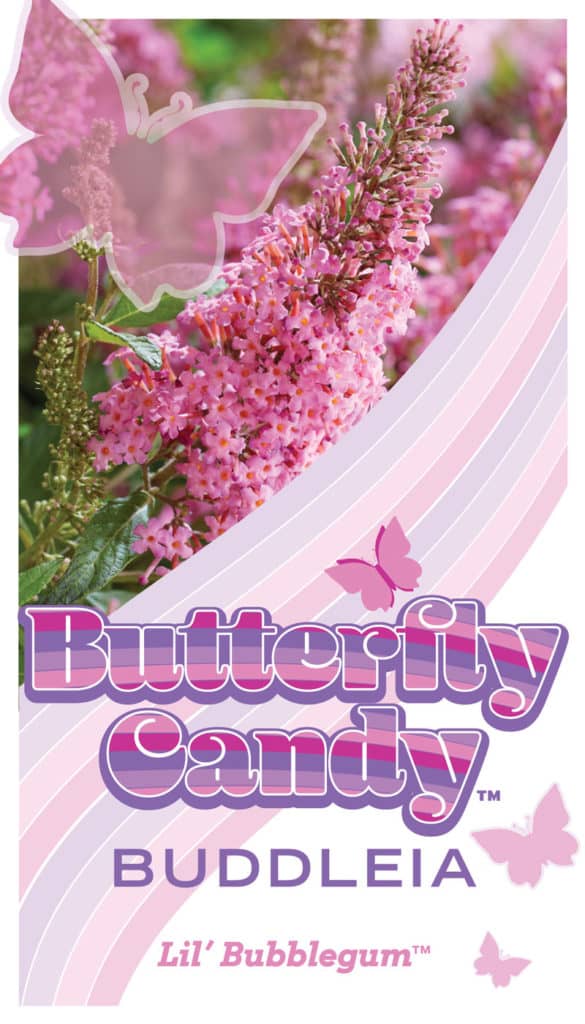 Buddleia Butterfly Candy Lil Bubblegum Tag