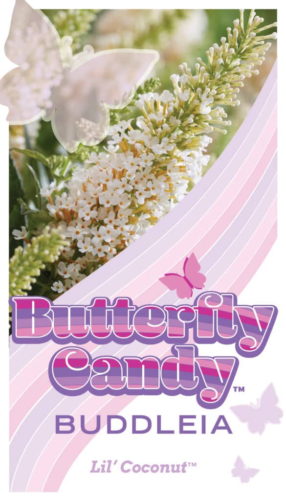 Buddleia Butterfly Candy Lil Coconut Tag
