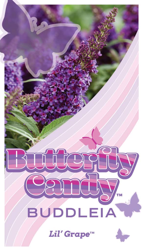 Buddleia Butterfly Candy Lil Grape Tag