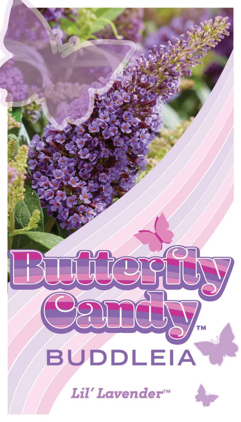 Buddleia Butterfly Candy Lil Lavender Tag
