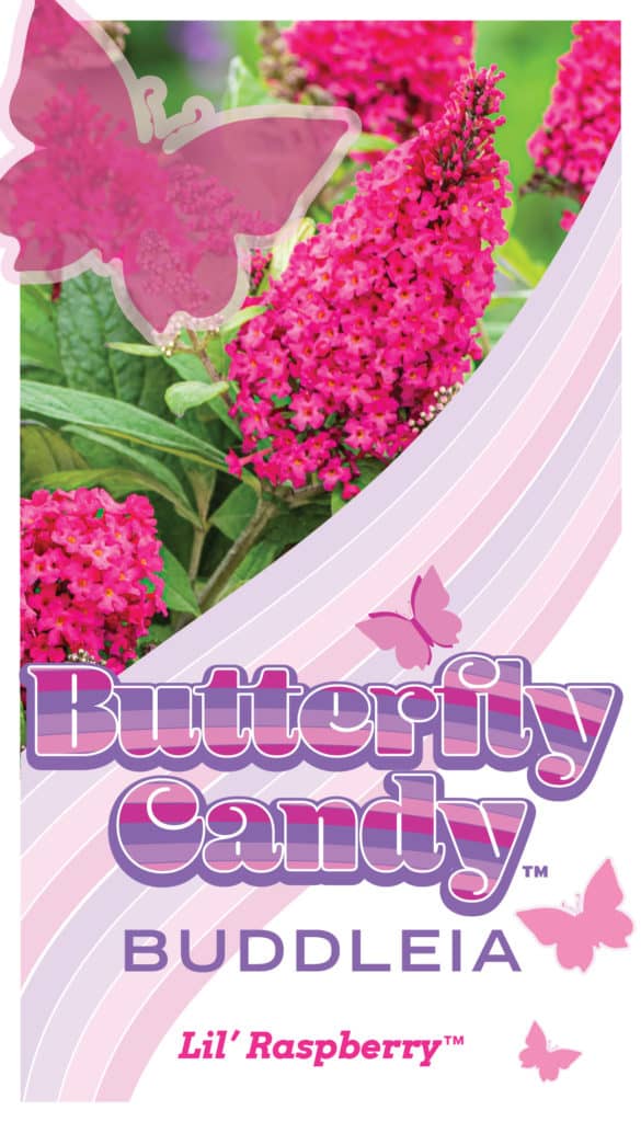 Buddleia Butterfly Candy Lil Rasberry Tag