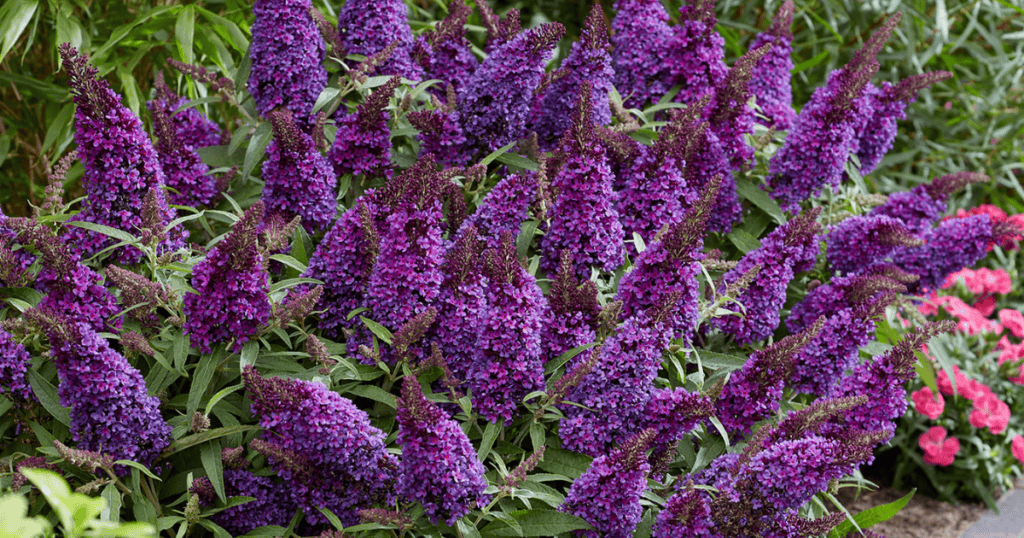 close up of Buddleia with purple colored blooms